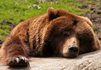 sleeping brown bear